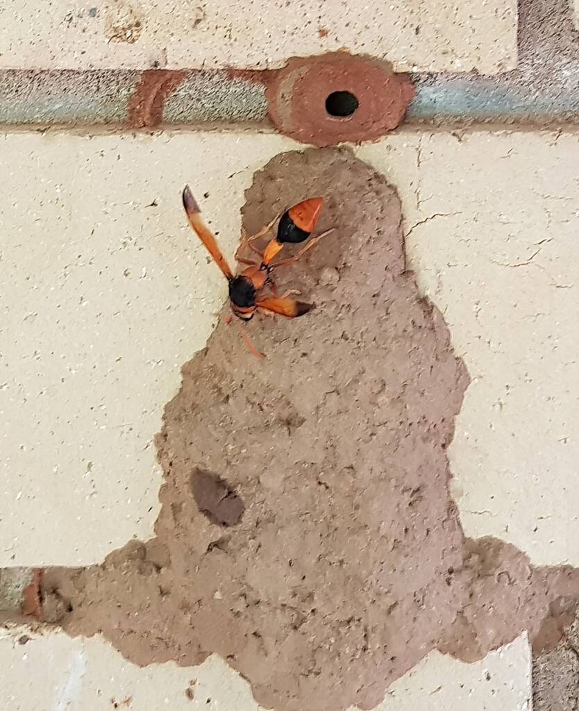 Orange-tailed Potter Wasp (Delta latreillei) at the 14th cell of the mud nest, Alice Springs NT