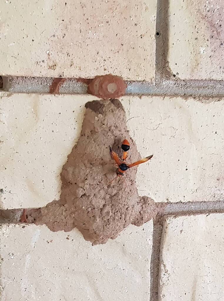 Orange-tailed Potter Wasp (Delta latreillei) on its mud nest, Alice Springs NT
