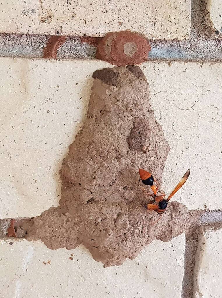 Orange-tailed Potter Wasp (Delta latreillei) on its mud nest, Alice Springs NT