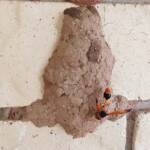 Orange-tailed Potter Wasp (Delta latreillei) on its mud nest, Alice Springs NT