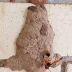 Orange-tailed Potter Wasp (Delta latreillei) on its mud nest, Alice Springs NT