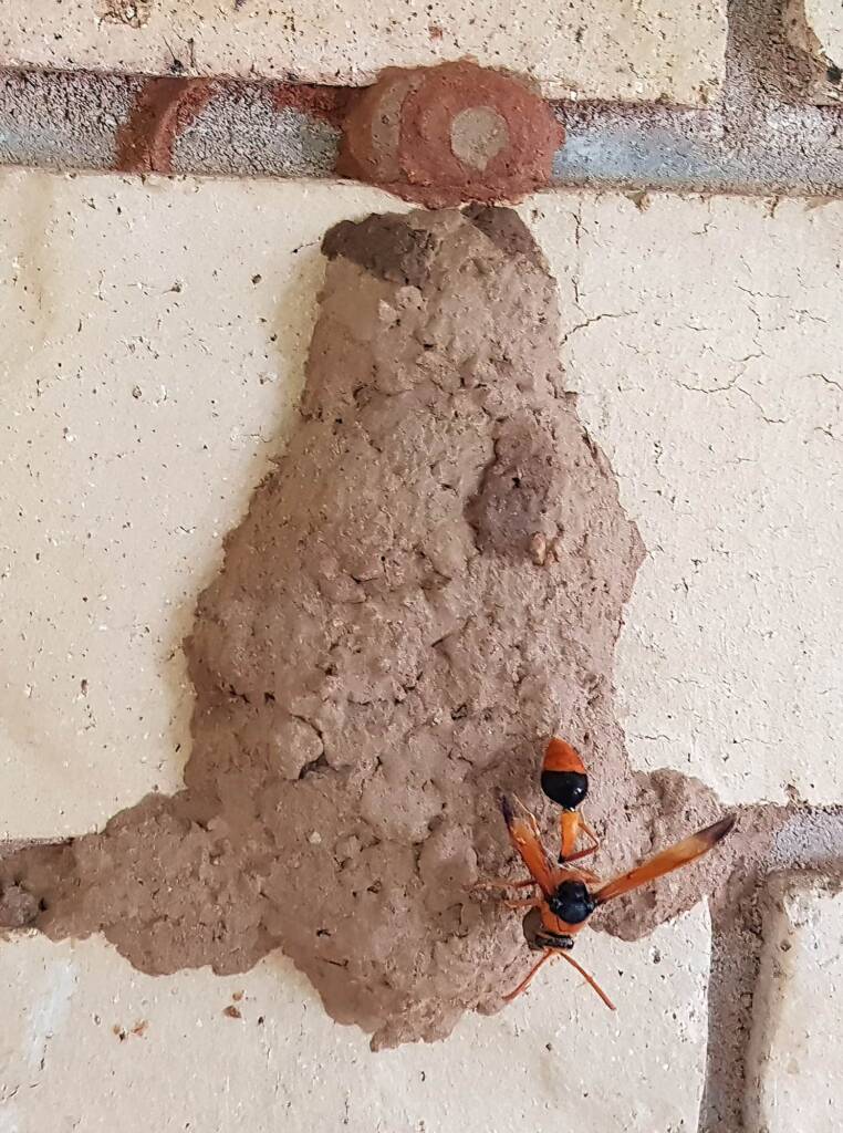 Orange-tailed Potter Wasp (Delta latreillei) on its mud nest, Alice Springs NT