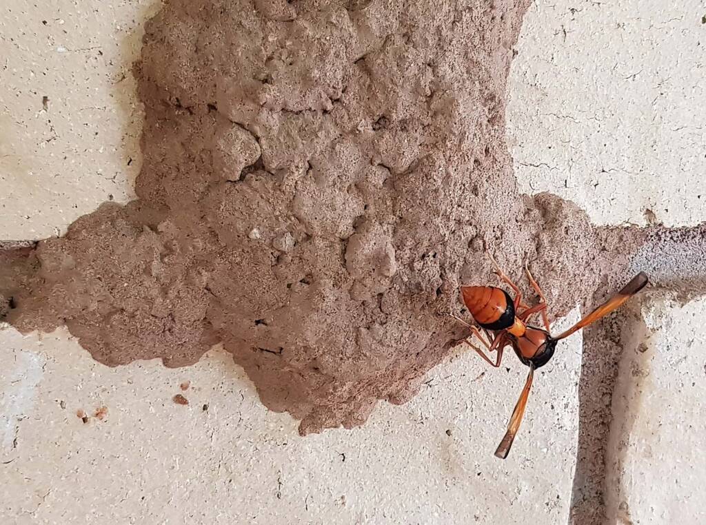 Orange-tailed Potter Wasp (Delta latreillei) on its mud nest, Alice Springs NT