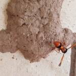 Orange-tailed Potter Wasp (Delta latreillei) on its mud nest, Alice Springs NT