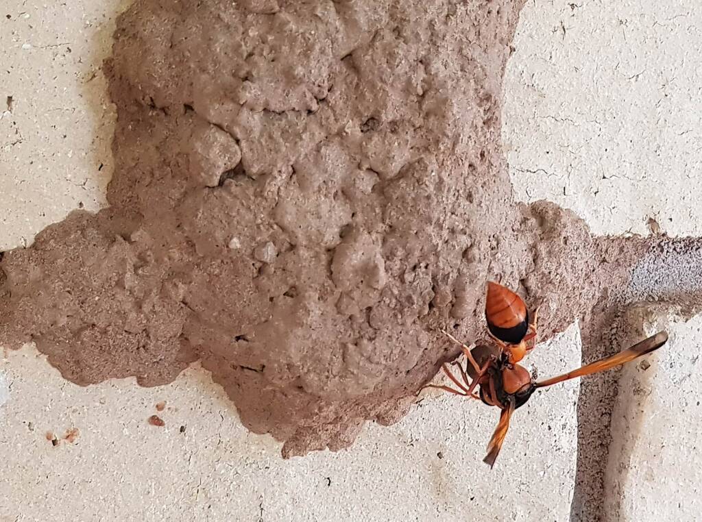 Orange-tailed Potter Wasp (Delta latreillei) on its mud nest, Alice Springs NT