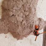 Orange-tailed Potter Wasp (Delta latreillei) on its mud nest, Alice Springs NT