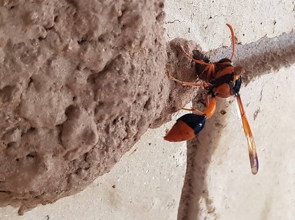 Orange-tailed Potter Wasp (Delta latreillei) on its mud nest, Alice Springs NT