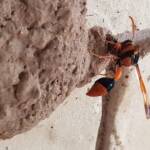 Orange-tailed Potter Wasp (Delta latreillei) on its mud nest, Alice Springs NT