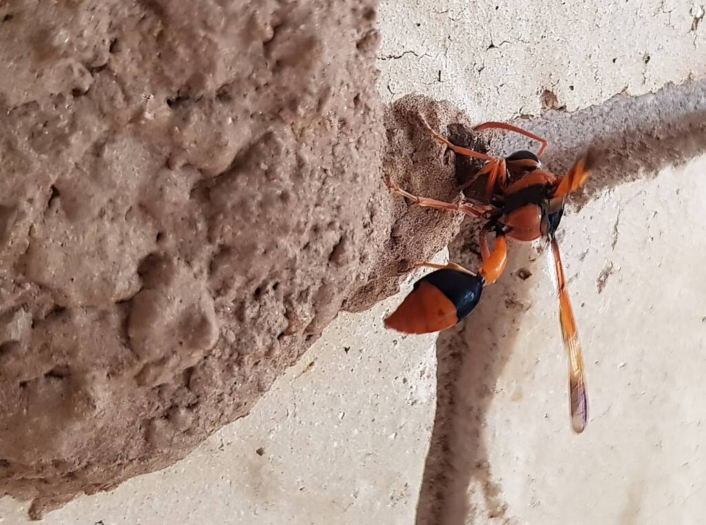 Orange-tailed Potter Wasp (Delta latreillei) on its mud nest, Alice Springs NT