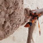 Orange-tailed Potter Wasp (Delta latreillei) on its mud nest, Alice Springs NT