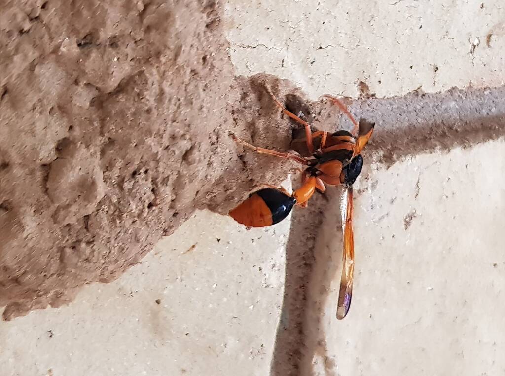 Orange-tailed Potter Wasp (Delta latreillei) on its mud nest, Alice Springs NT