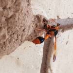 Orange-tailed Potter Wasp (Delta latreillei) on its mud nest, Alice Springs NT