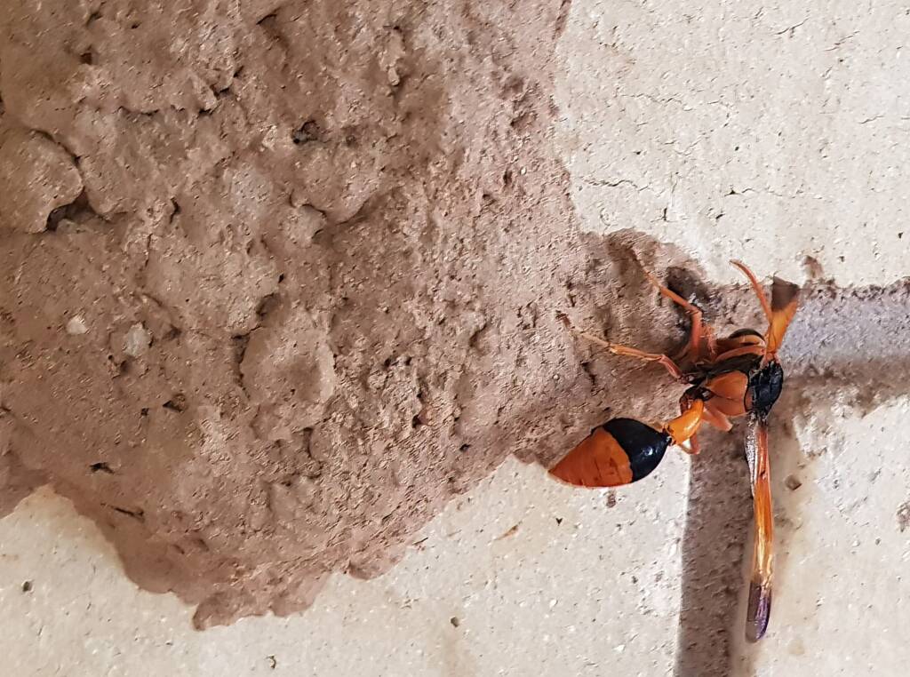 Orange-tailed Potter Wasp (Delta latreillei) on its mud nest, Alice Springs NT