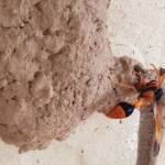 Orange-tailed Potter Wasp (Delta latreillei) on its mud nest, Alice Springs NT