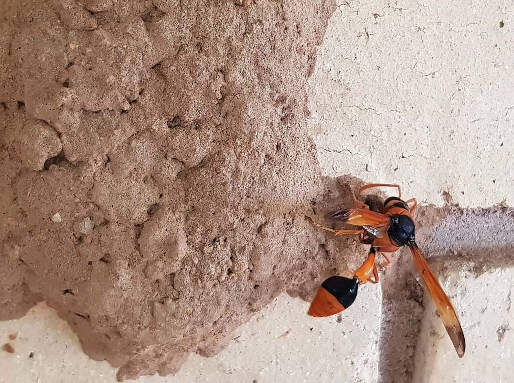 Orange-tailed Potter Wasp (Delta latreillei) on its mud nest, Alice Springs NT