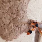Orange-tailed Potter Wasp (Delta latreillei) on its mud nest, Alice Springs NT
