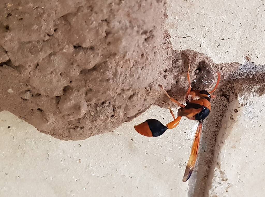 Orange-tailed Potter Wasp (Delta latreillei) on its mud nest, Alice Springs NT