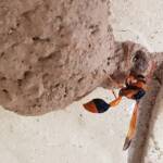 Orange-tailed Potter Wasp (Delta latreillei) on its mud nest, Alice Springs NT