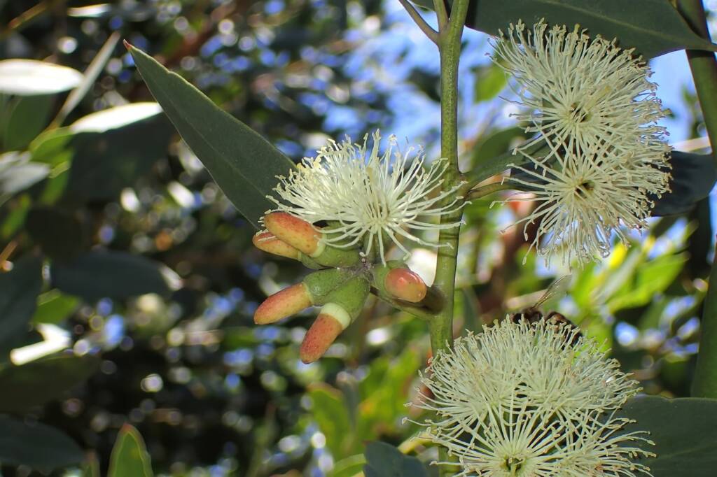 Coastal Moort (Eucalyptus platypus), Midwest WA © Gary Taylor