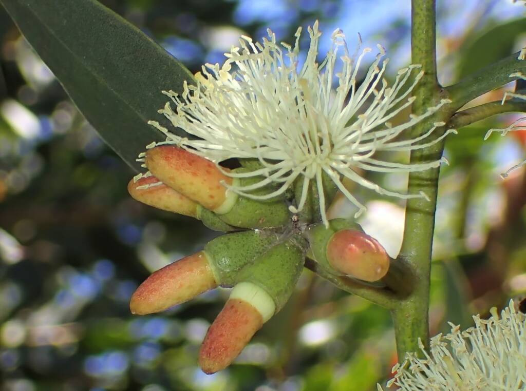 Coastal Moort (Eucalyptus platypus), Midwest WA © Gary Taylor