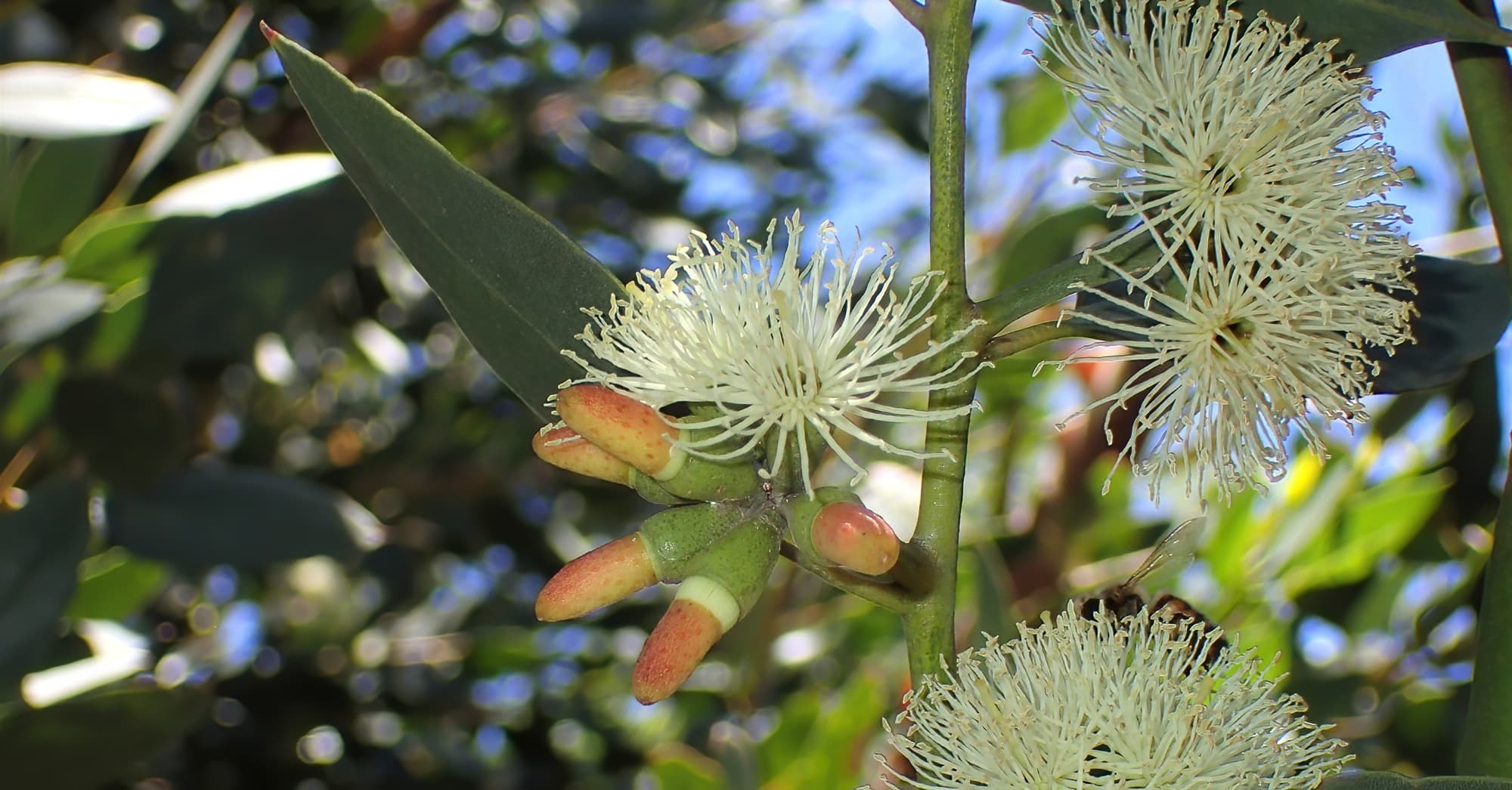 Coastal Moort (Eucalyptus platypus), Midwest WA © Gary Taylor