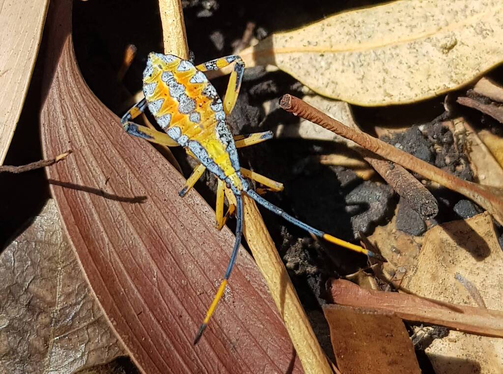 Nymph - Eucalyptus Tip-wilting Bug (Amorbus alternatus), Alice Springs NT