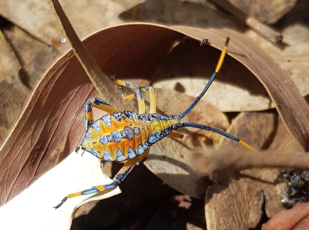 Nymph - Eucalyptus Tip-wilting Bug (Amorbus alternatus), Alice Springs NT