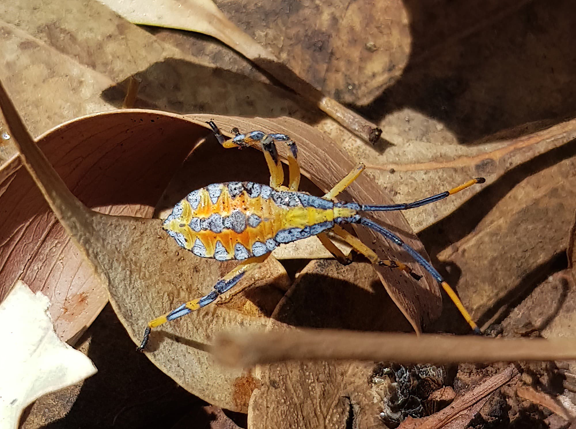 Nymph - Eucalyptus Tip-wilting Bug (Amorbus alternatus), Alice Springs NT