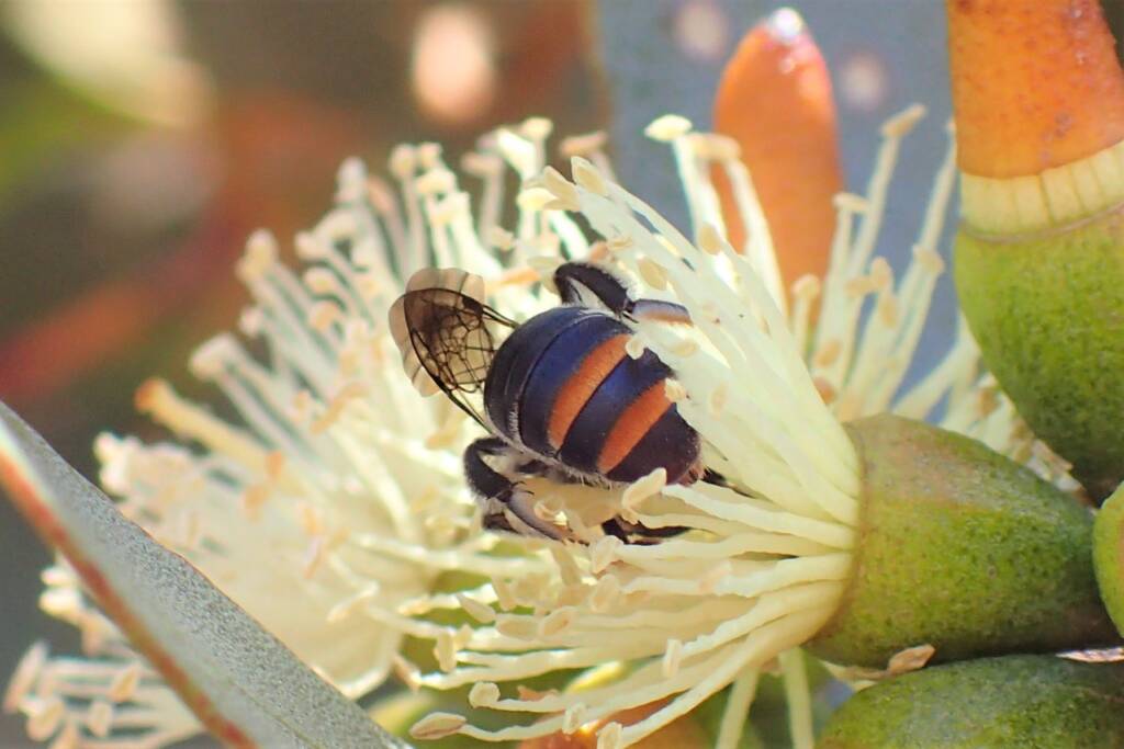 Lipotriches (Austronomia) australica on Eucalyptus platypus © Gary Taylor