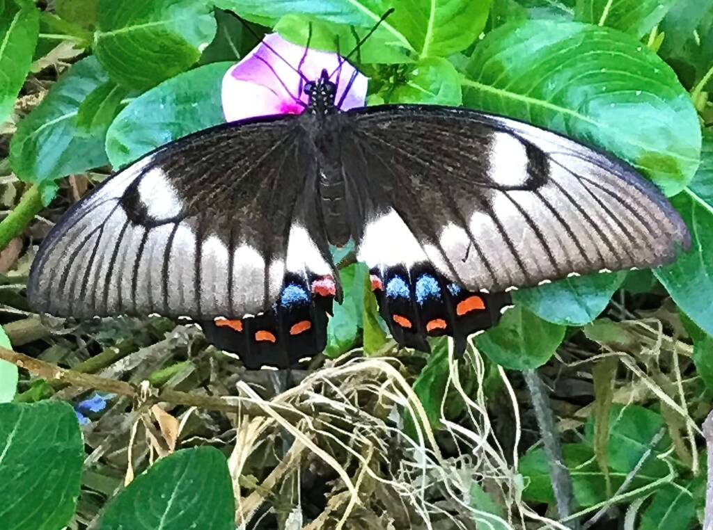 Female Orchard Swallowtail (Papilio aegeus), Roma QLD © Dianne Bickers