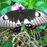 Female Orchard Swallowtail (Papilio aegeus), Roma QLD © Dianne Bickers