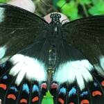 Female Orchard Swallowtail (Papilio aegeus), Roma QLD © Dianne Bickers