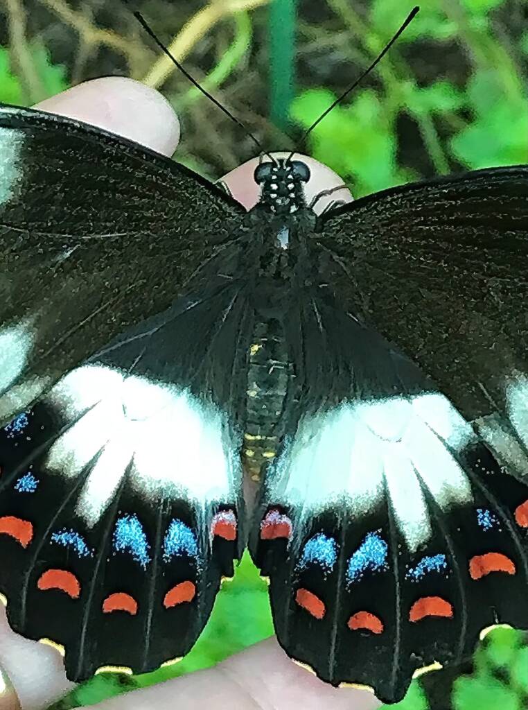 Female Orchard Swallowtail (Papilio aegeus), Roma QLD © Dianne Bickers