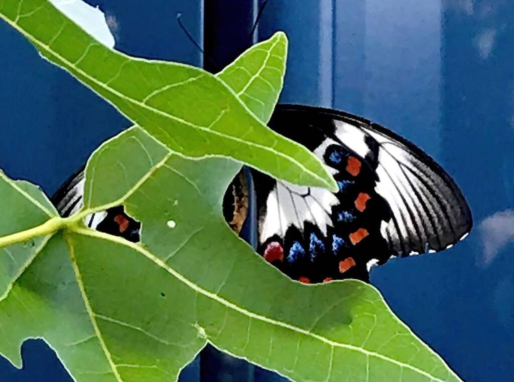 Female Orchard Swallowtail (Papilio aegeus), Roma QLD © Dianne Bickers