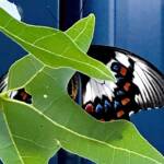 Female Orchard Swallowtail (Papilio aegeus), Roma QLD © Dianne Bickers