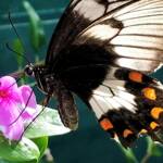Female Orchard Swallowtail (Papilio aegeus), Roma QLD © Dianne Bickers