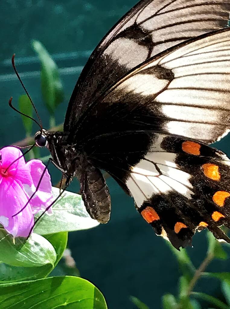 Female Orchard Swallowtail (Papilio aegeus), Roma QLD © Dianne Bickers