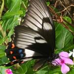 Female Orchard Swallowtail (Papilio aegeus), Roma QLD © Dianne Bickers