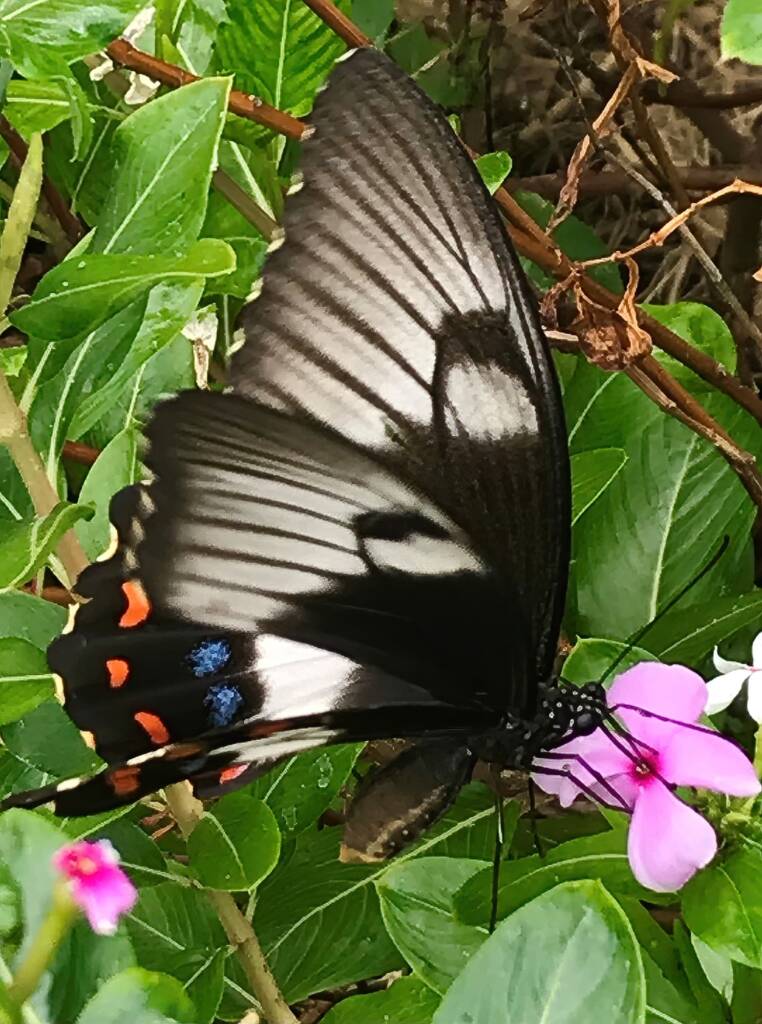 Female Orchard Swallowtail (Papilio aegeus), Roma QLD © Dianne Bickers