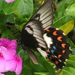 Female Orchard Swallowtail (Papilio aegeus), Roma QLD © Dianne Bickers