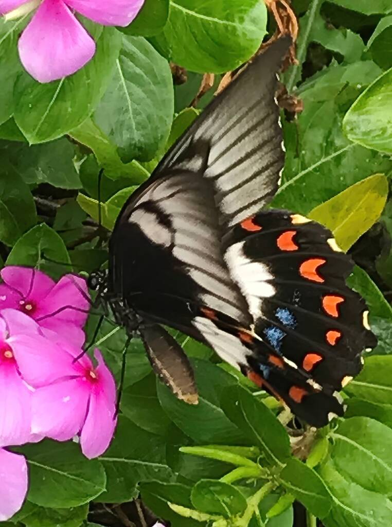 Female Orchard Swallowtail (Papilio aegeus), Roma QLD © Dianne Bickers
