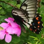 Female Orchard Swallowtail (Papilio aegeus), Roma QLD © Dianne Bickers