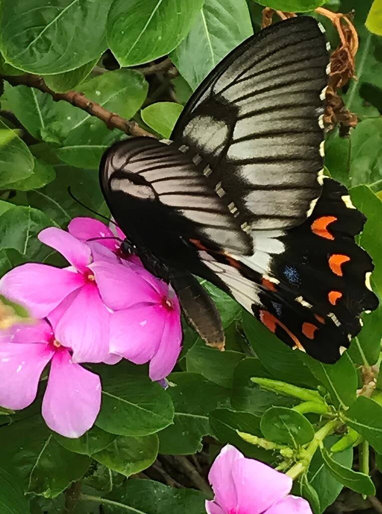 Female Orchard Swallowtail (Papilio aegeus), Roma QLD © Dianne Bickers