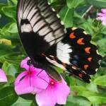 Female Orchard Swallowtail (Papilio aegeus), Roma QLD © Dianne Bickers