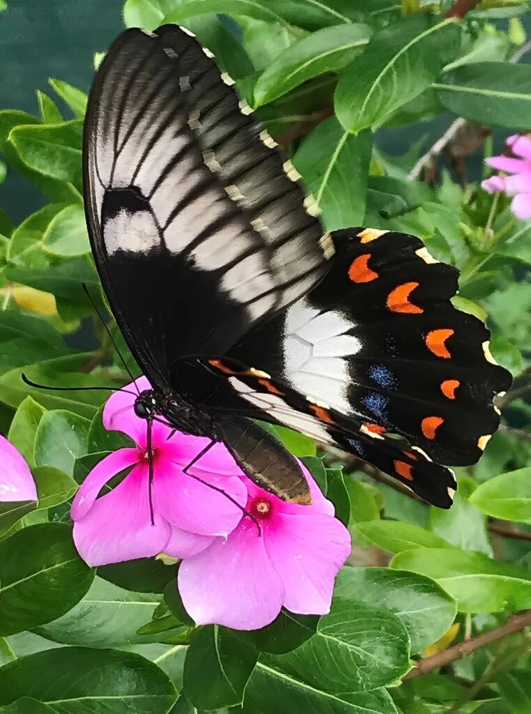 Female Orchard Swallowtail (Papilio aegeus), Roma QLD © Dianne Bickers