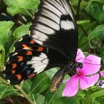 Female Orchard Swallowtail (Papilio aegeus), Roma QLD © Dianne Bickers