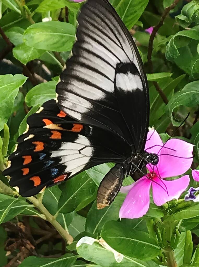 Female Orchard Swallowtail (Papilio aegeus), Roma QLD © Dianne Bickers