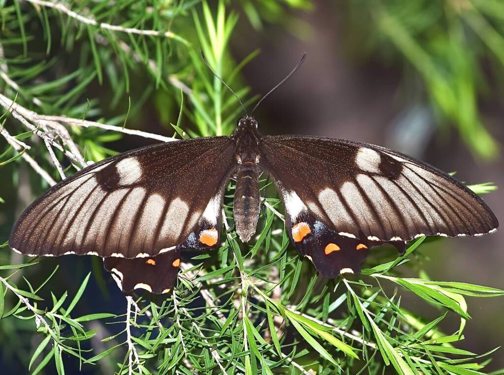Female Orchard Swallowtail (Papilio aegeus), Roma QLD © Dianne Bickers