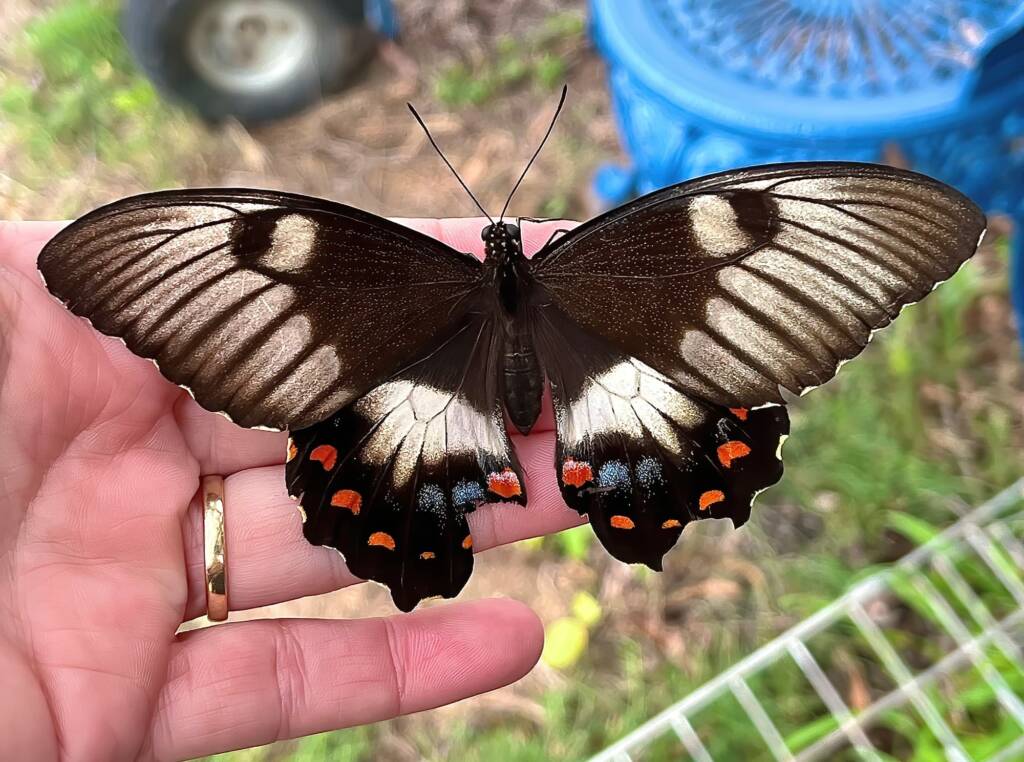 Female Orchard Swallowtail (Papilio aegeus), Roma QLD © Dianne Bickers