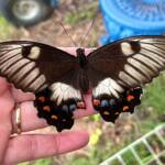 Female Orchard Swallowtail (Papilio aegeus), Roma QLD © Dianne Bickers